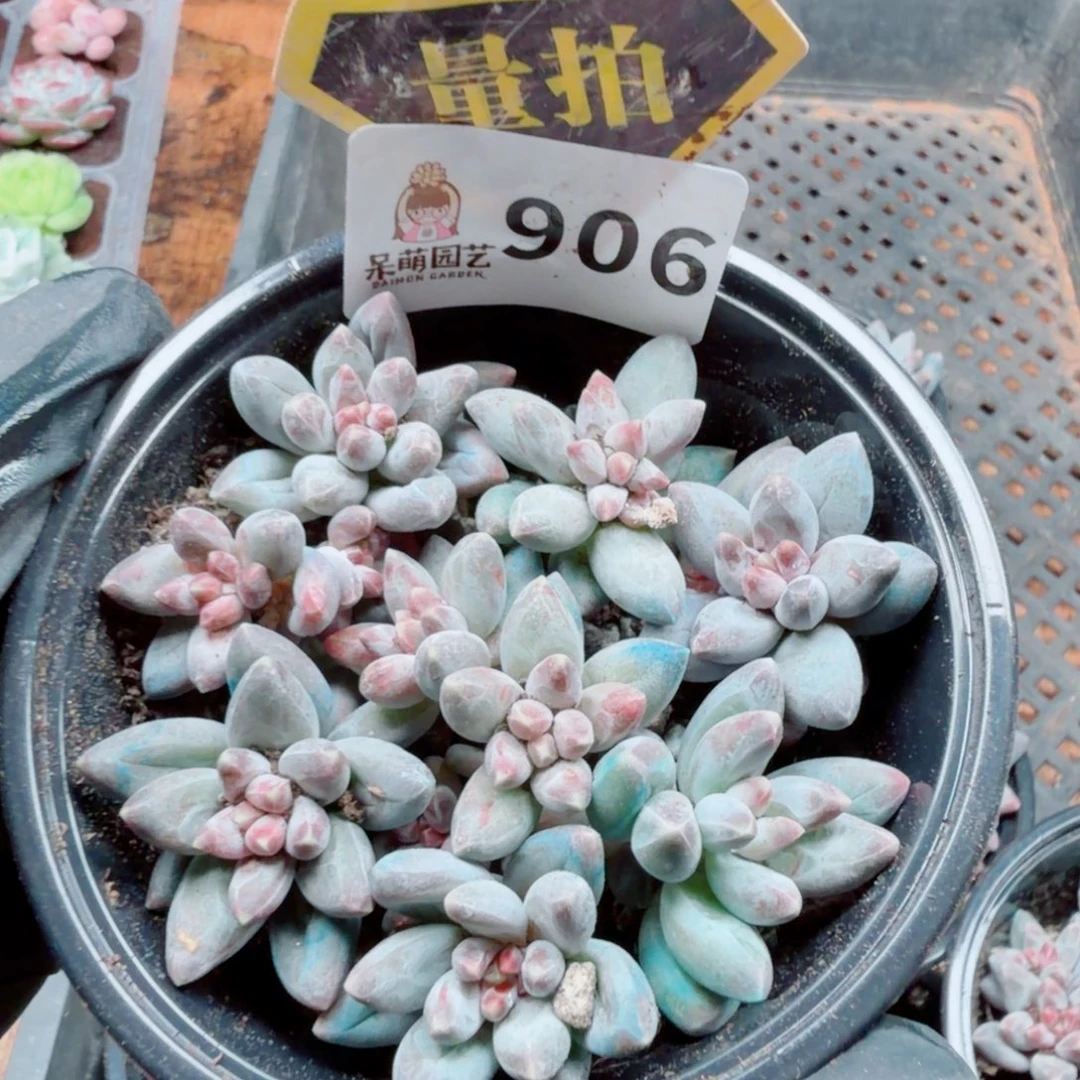 多肉植物多肉植物