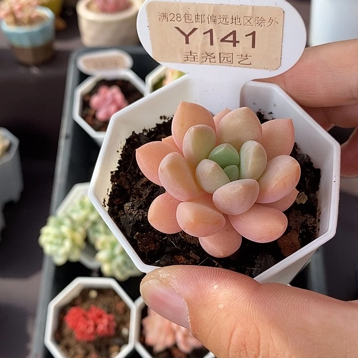 0141 花斑鹿单头 4cm