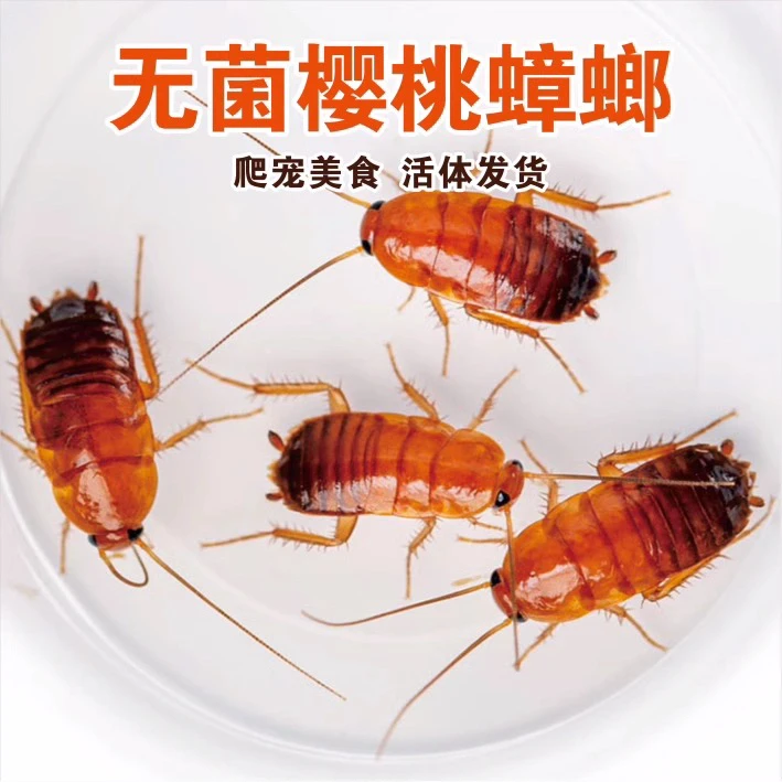 樱桃蟑螂活体饲料蜘蛛守宫面包虫大麦虫杜比亚爬宠食品樱桃红蟑螂