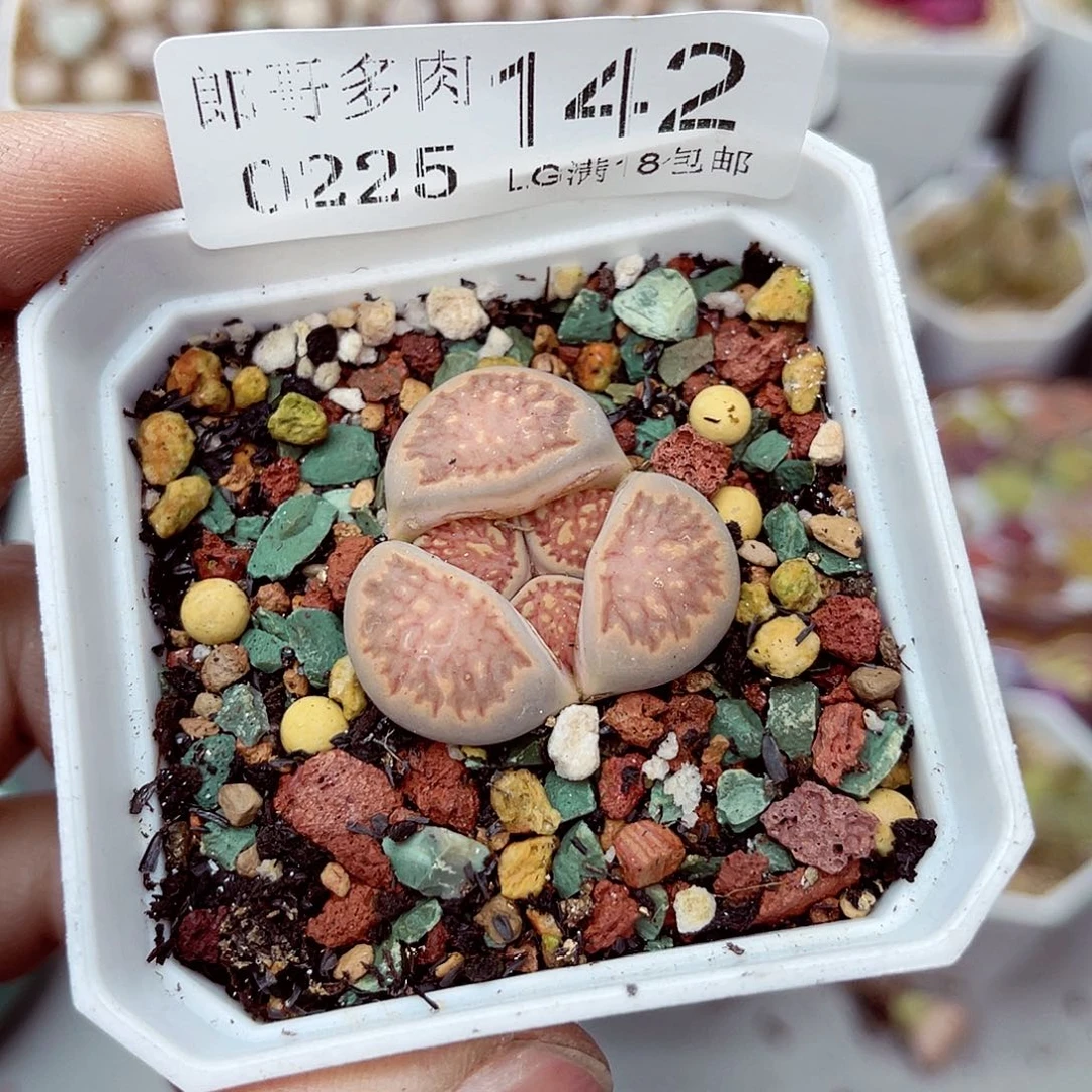 郎哥多肉生石花25-142