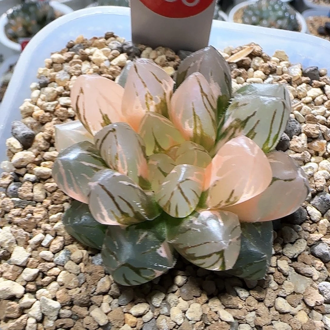 338号紫王玉露锦 5.2 厘米左右一物一拍带盆发货