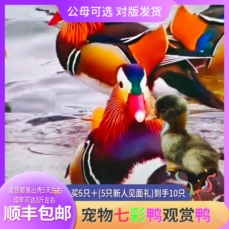 七彩宠物鸭观赏鸭发货都是出壳5天左右的顺丰包邮公母可选