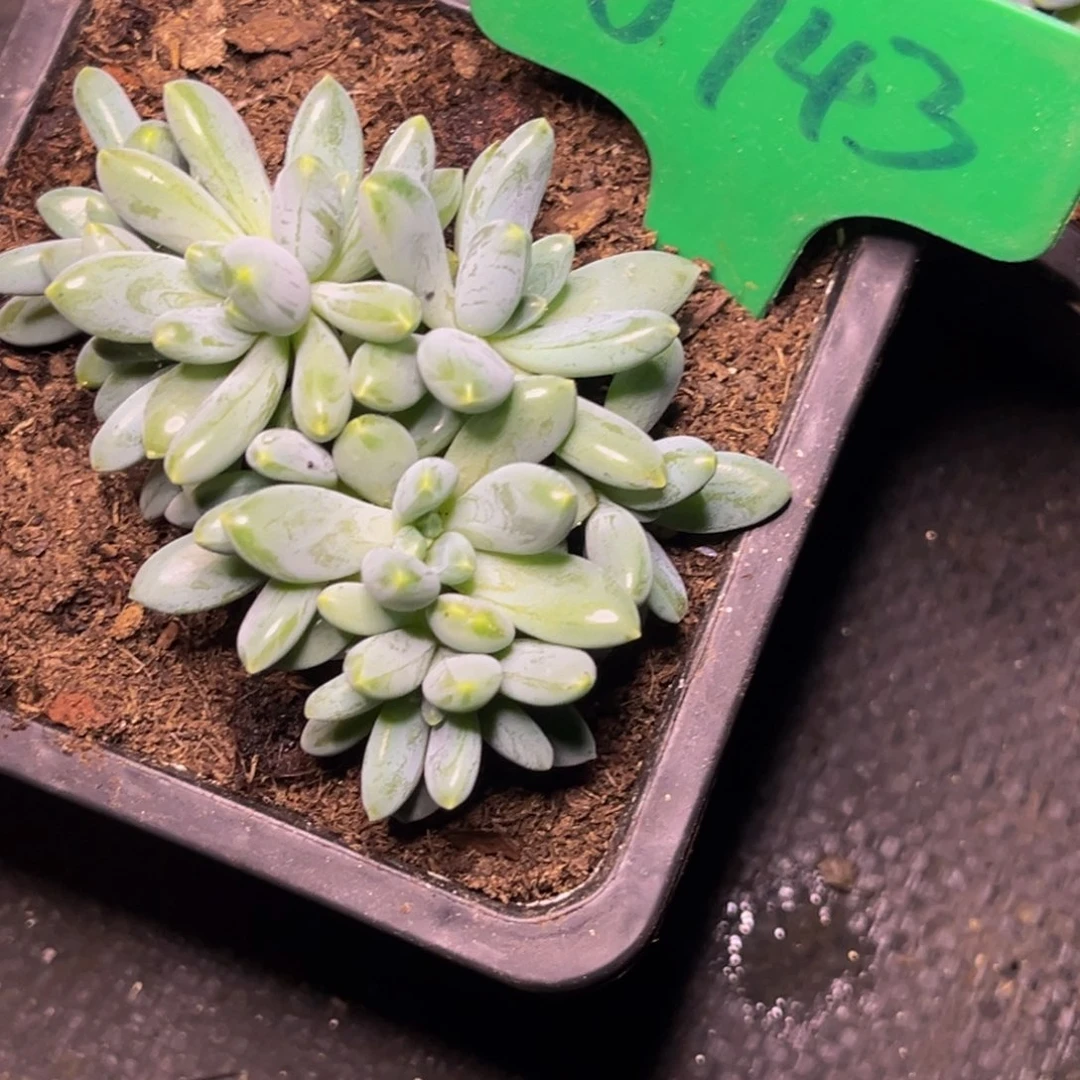 可***狗0743号晚上多肉植物群生