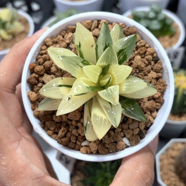 姬寿锦 带盘发货