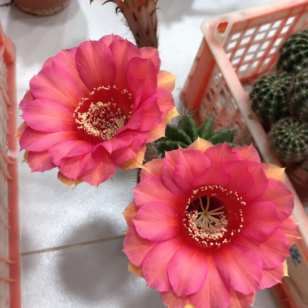 8284实生彩草10公分杯瑕疵