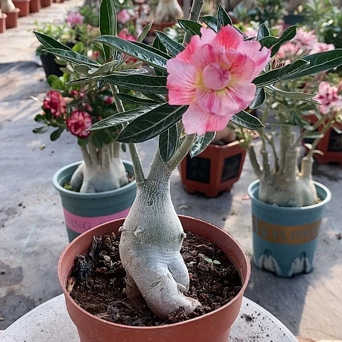 【闪购商品】无花朵用****4绿植