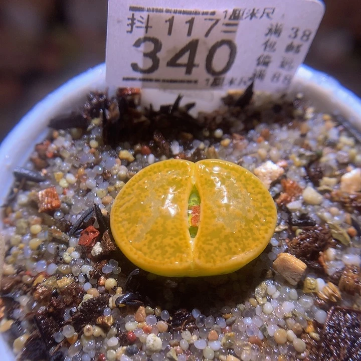 精品生石花117.340