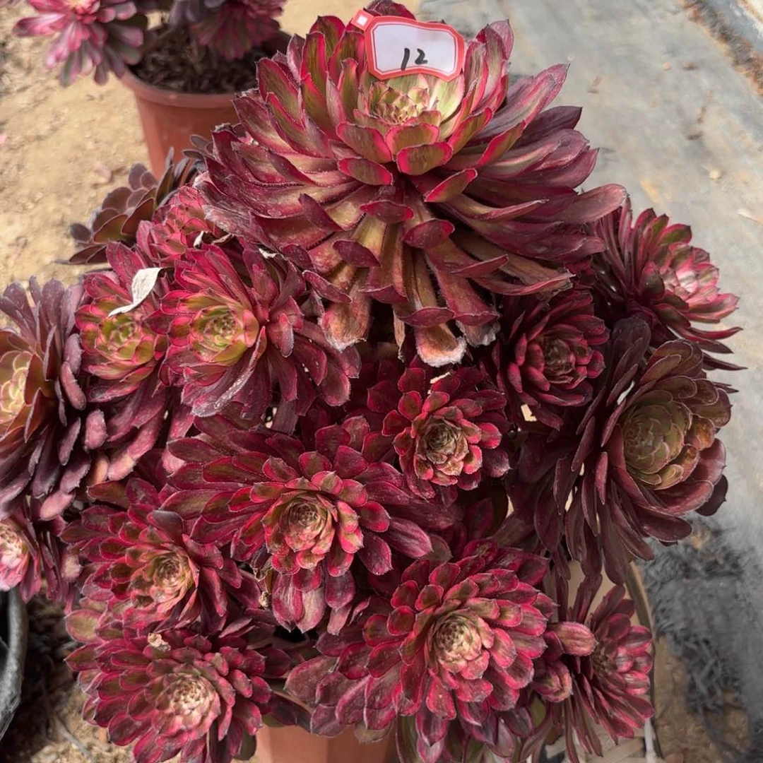 12紫霞多肉植物绿植