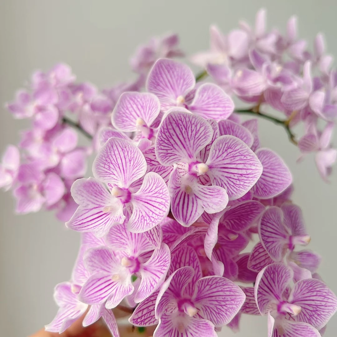 蝴蝶兰苗【樱花大舌头】瑕疵苗，小花型，2.8寸杯，无花剑未开花