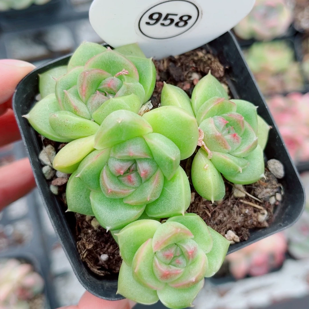 958号小老桩珍妮群