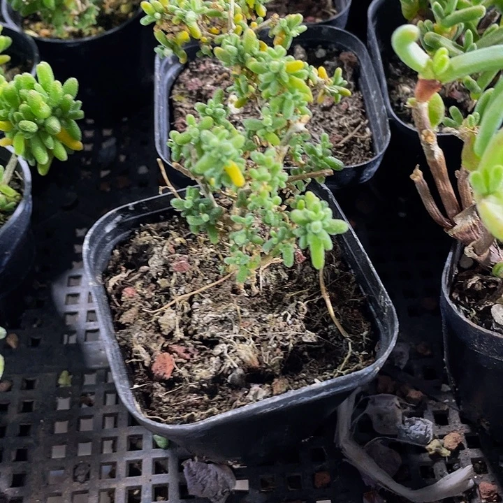 米粒糖球带盆土处理