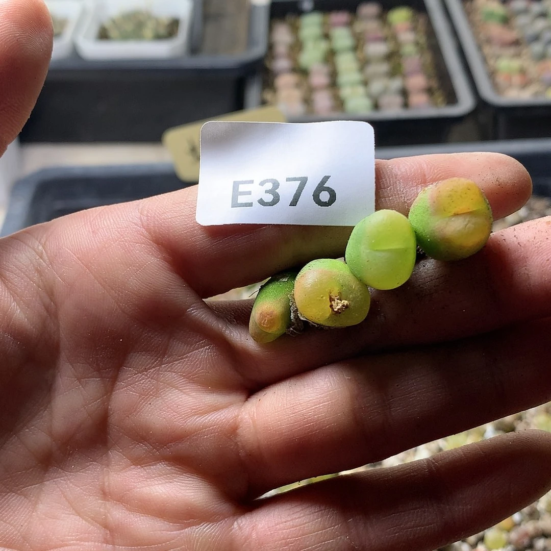 小**?E376多肉植物保护研究所