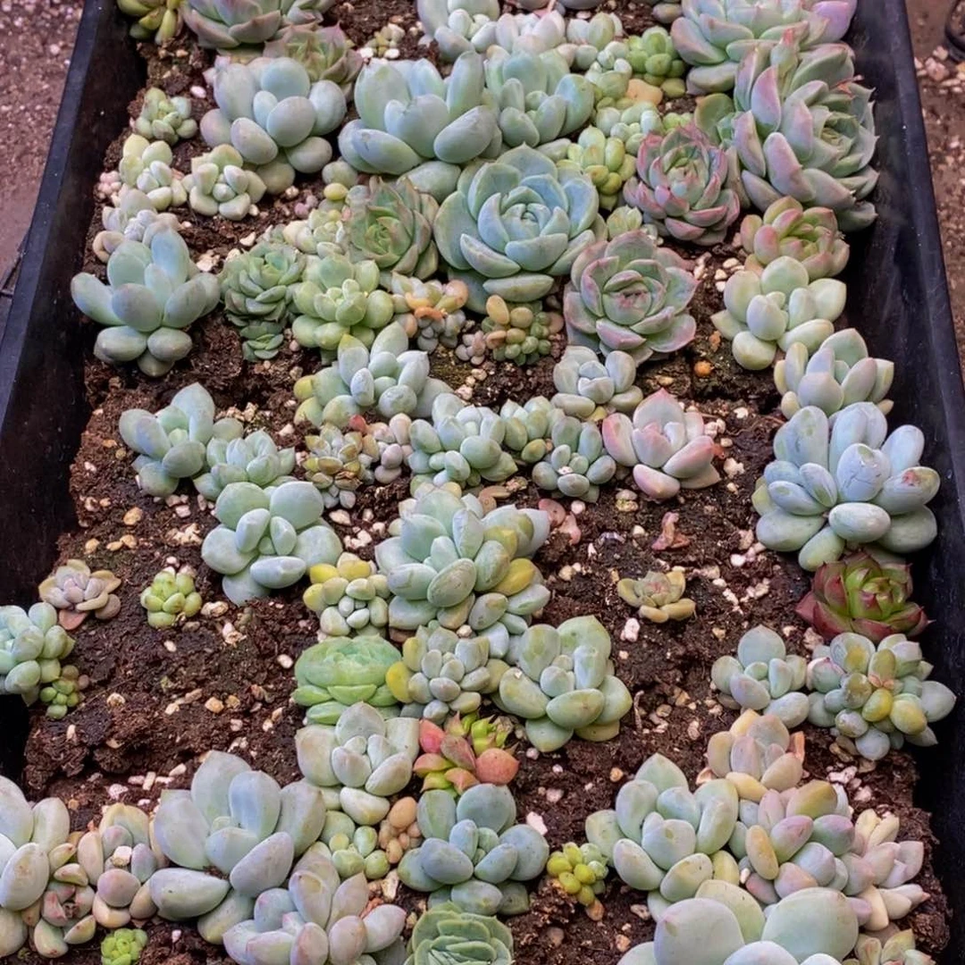 734多肉植物保护研究所