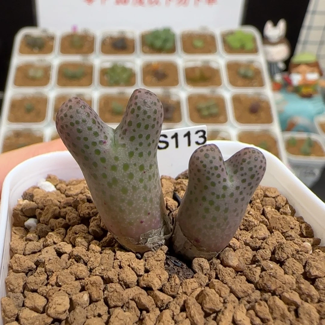 肉锥多肉植物组合-大型草莓斑点斑马母本1479