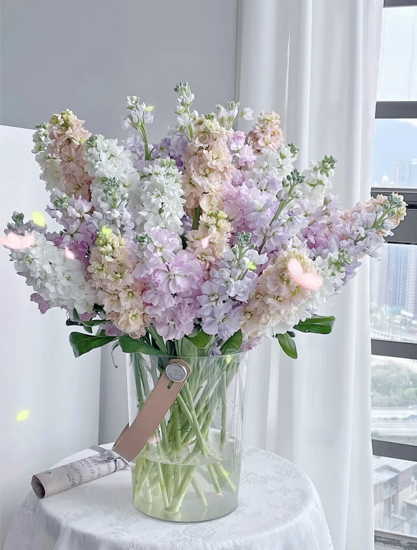 福利紫罗兰鲜切花