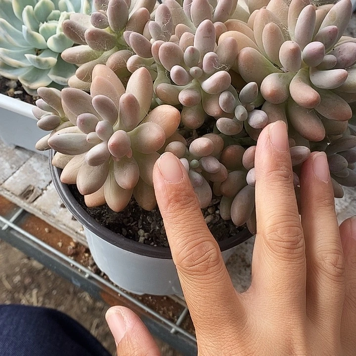 汤圆5789“模拟mo