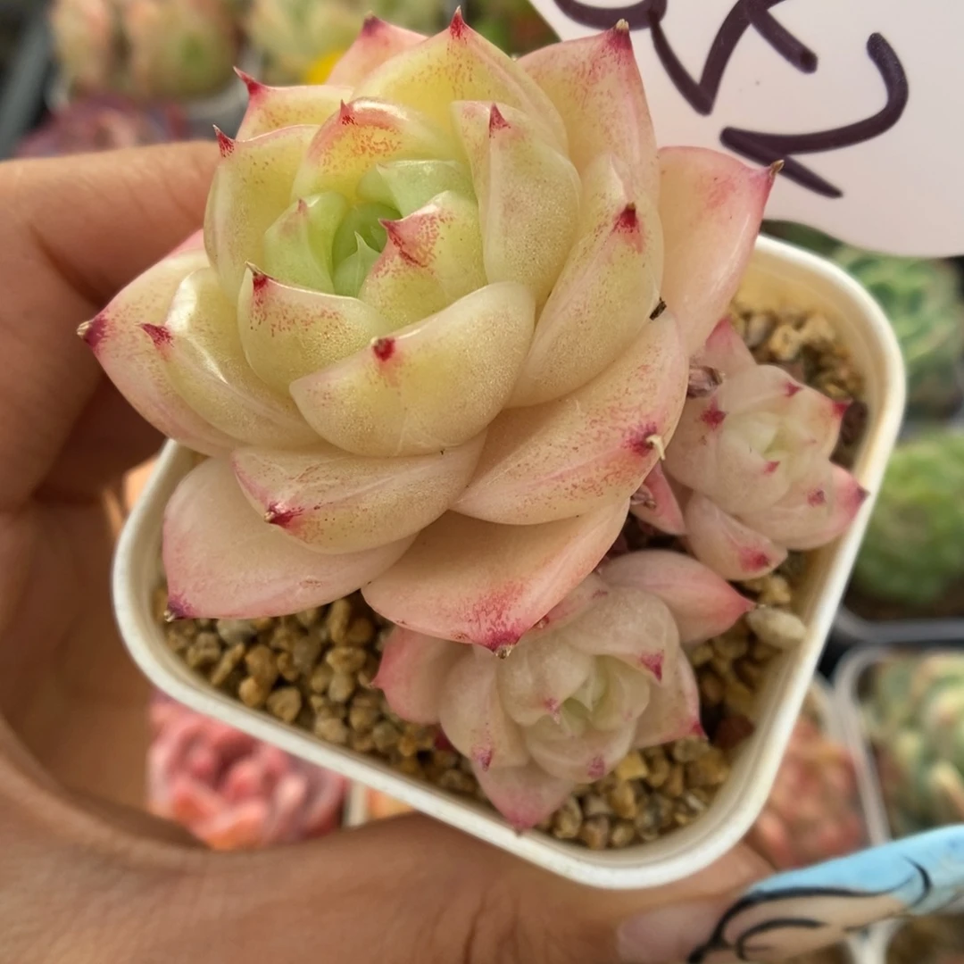 蜜蜡麦秆可拍652号