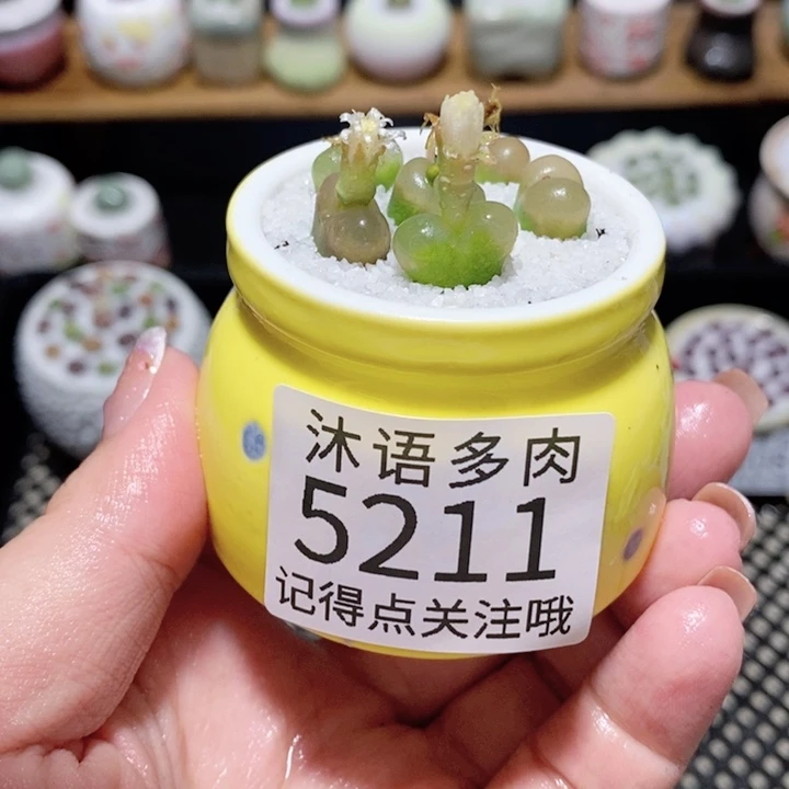 狸***ᴳ带盆土植物 一物一拍5211