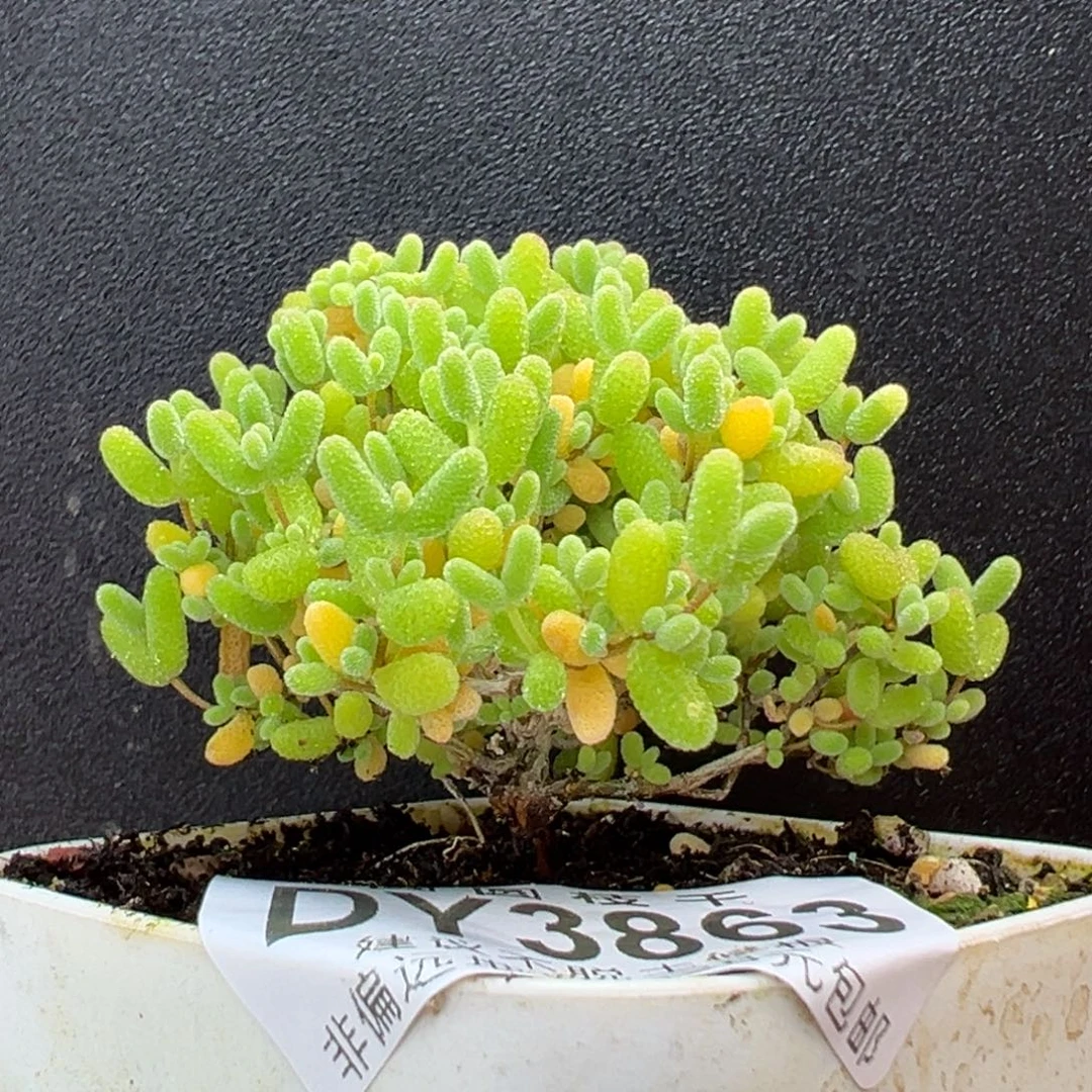 dy3863小可爱蜜橘糖球冠幅5.5cm