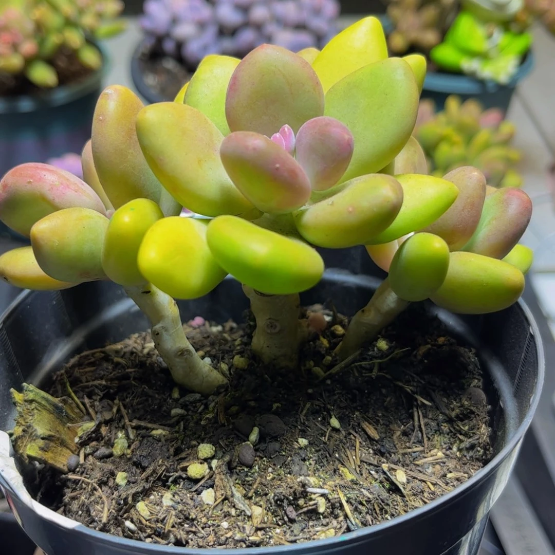 128芒果奶13厘米多肉