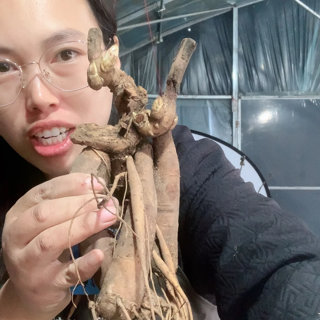 当前无花栽培后可以开花御前表演