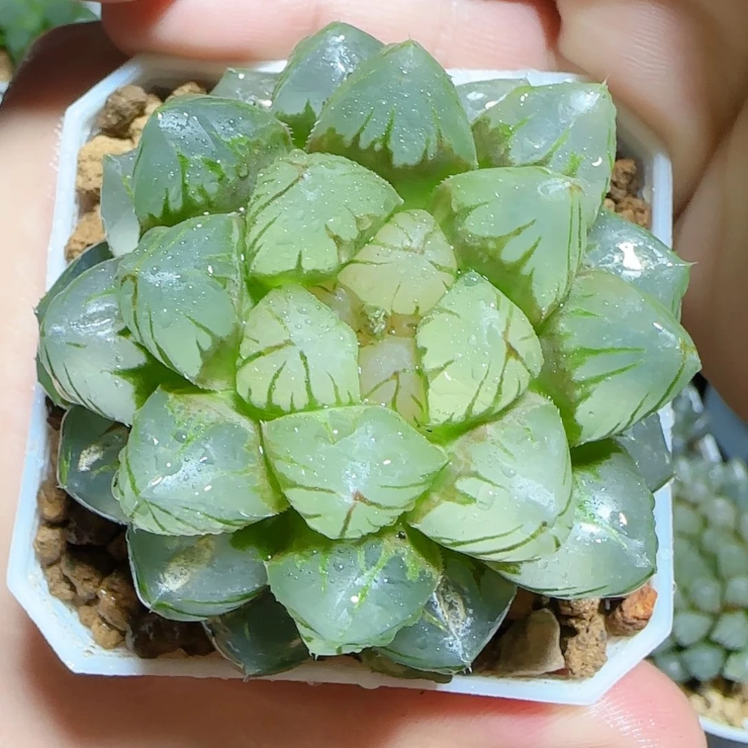 om灯泡玉露多肉发货