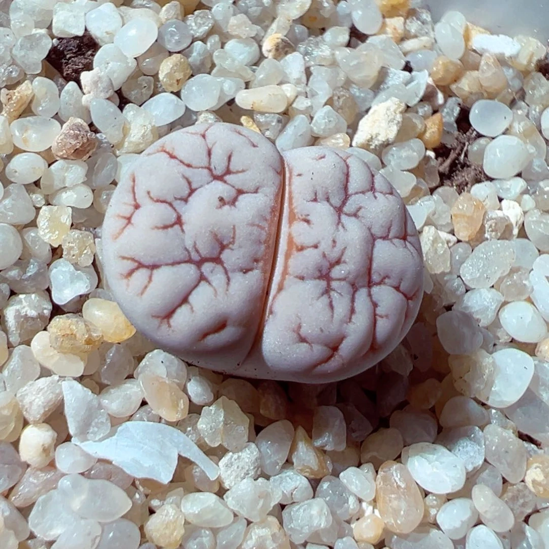 616-165多肉饼干189.