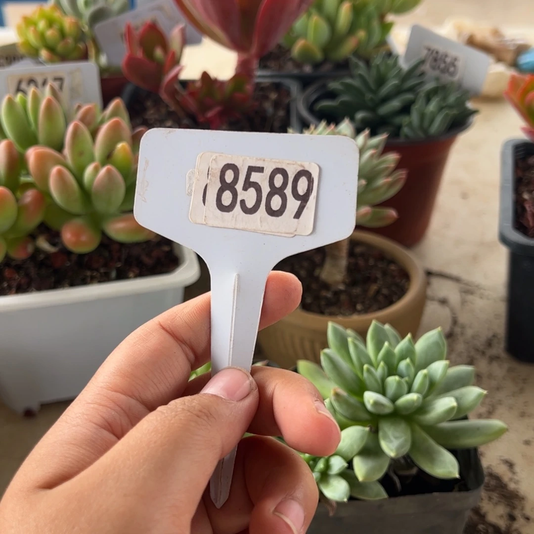 【闪购商品】P8589。 1111111