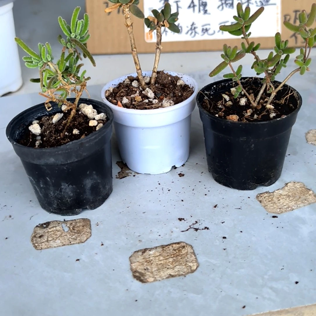 满6元包邮，三颗不同枝干拇指盆