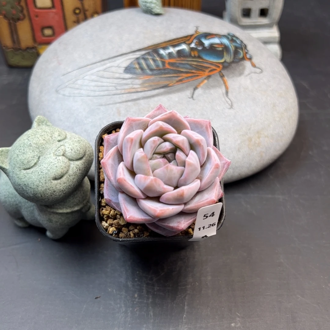 好好看54、哈哈哈哈哈