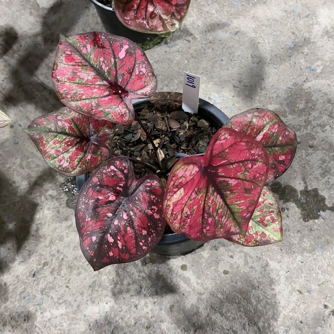 泰国彩叶芋1019-0119