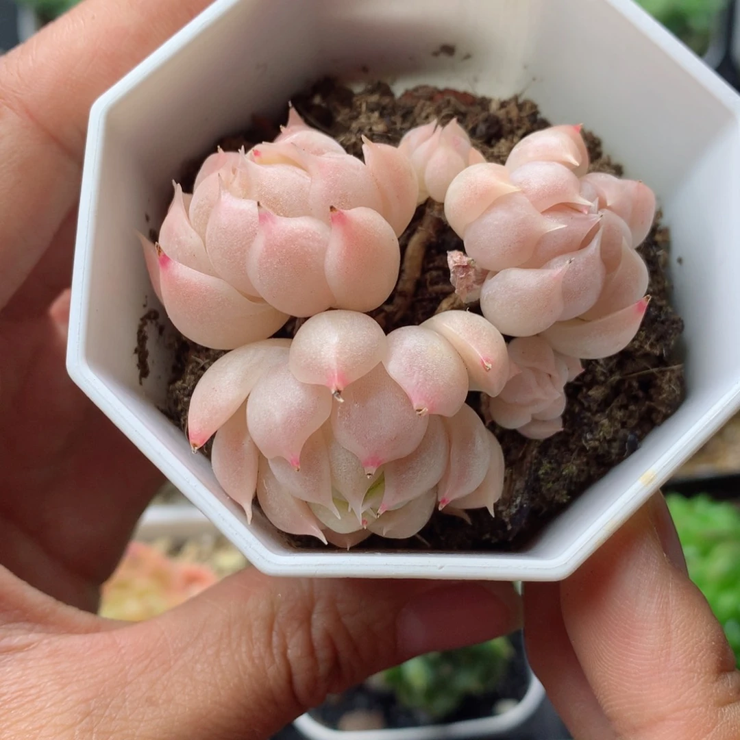 58包邮  群生不包整 24