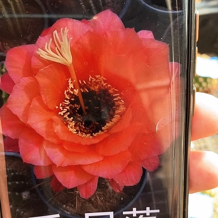 毛日落 /侧芽歪20包邮/