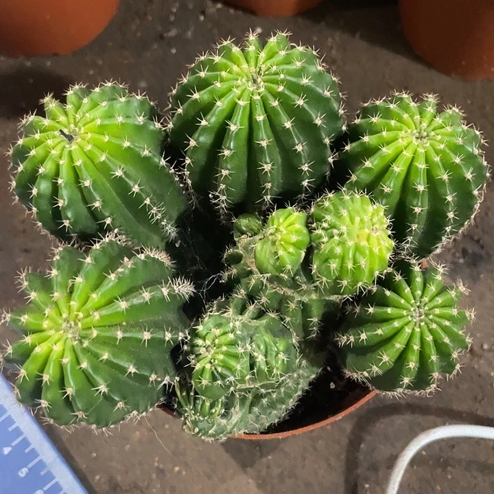 实生多头怪球福利