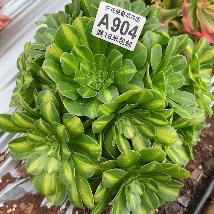 多肉法师翡翠琉璃