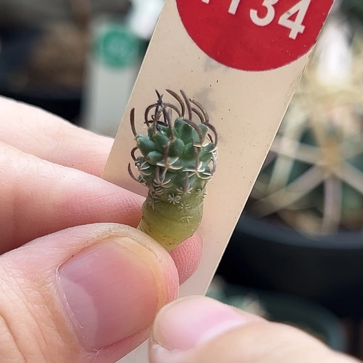 实生碳刺升龙丸娇丽1.1cm