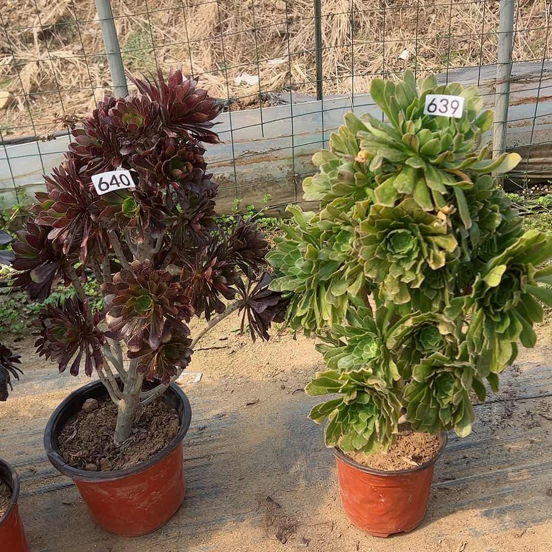 紫砂茶宠法师2个640-639