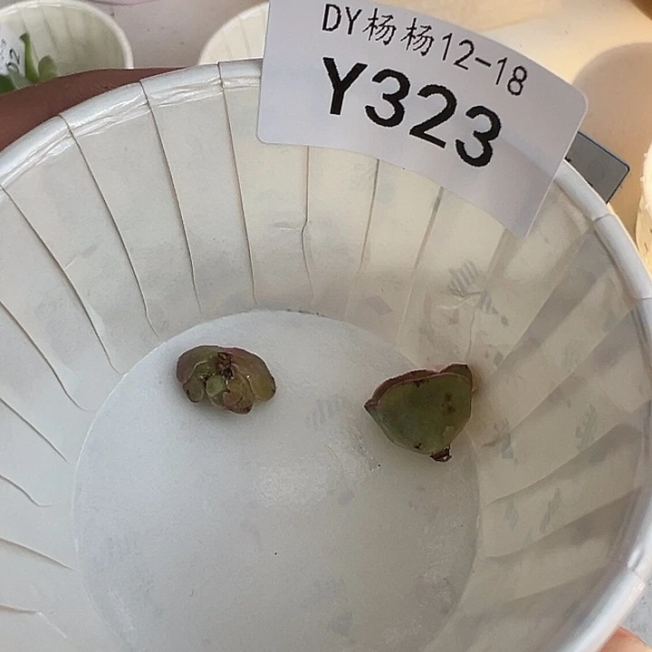 杨323 不知名侧芽2个 福利