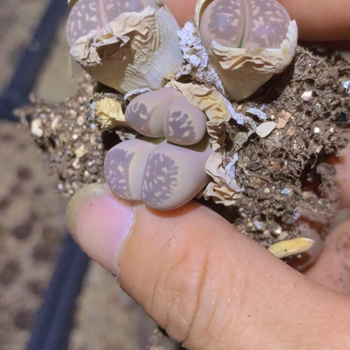 48969965635565556555