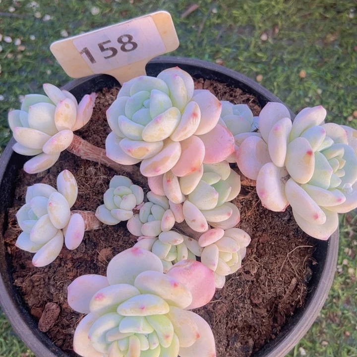 健健康康平平安安