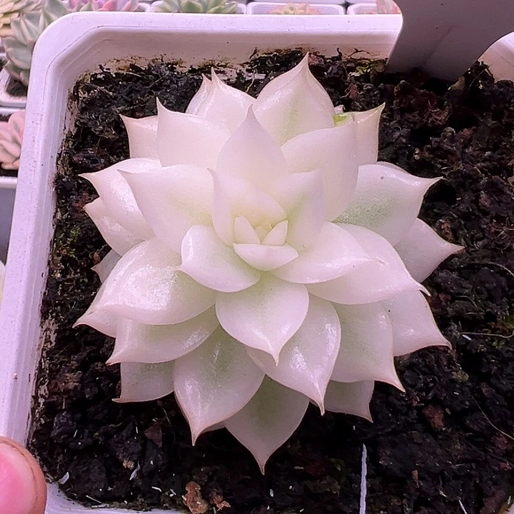 1051号黑水晶宽锦多肉