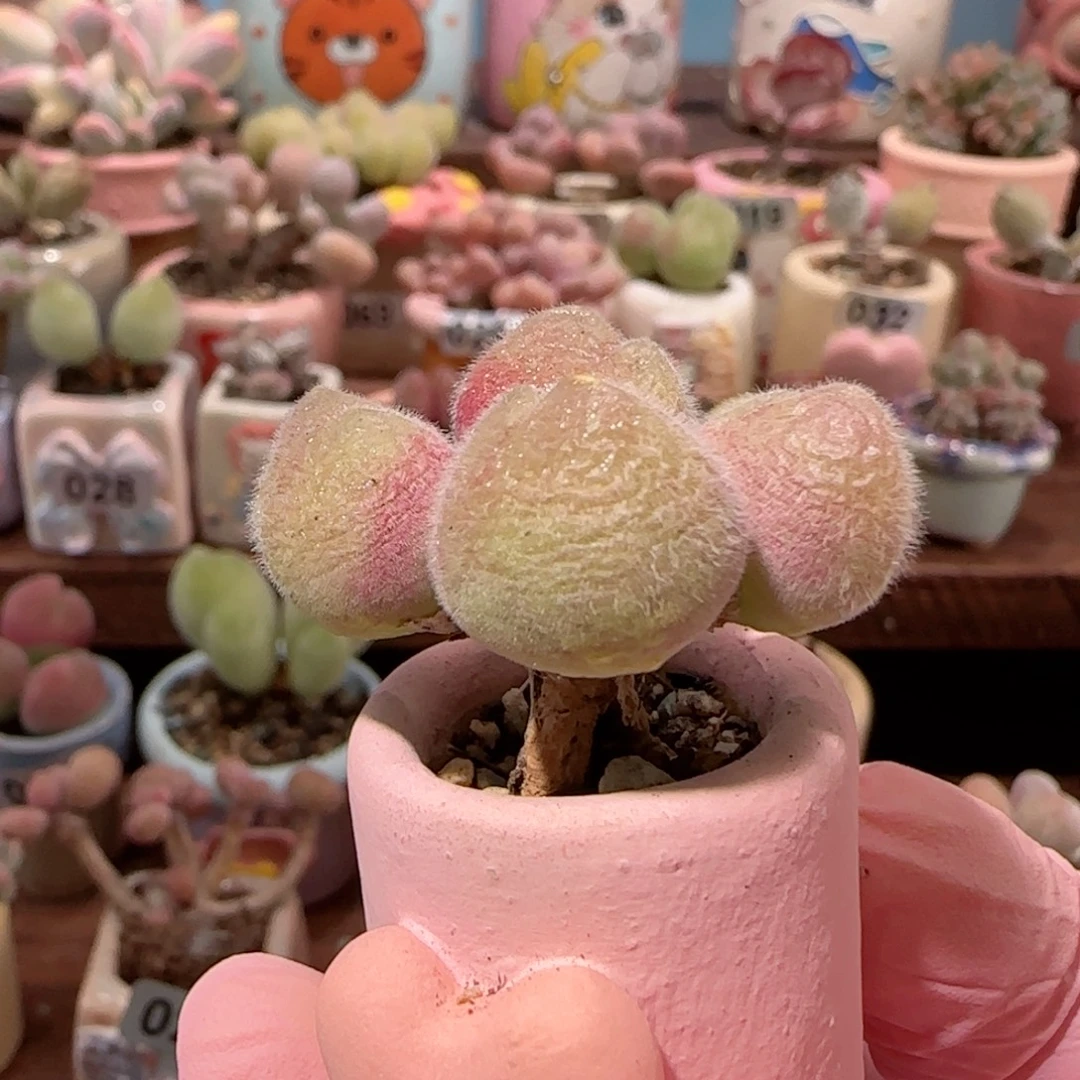 小***三造型毛翠 盆口2cm