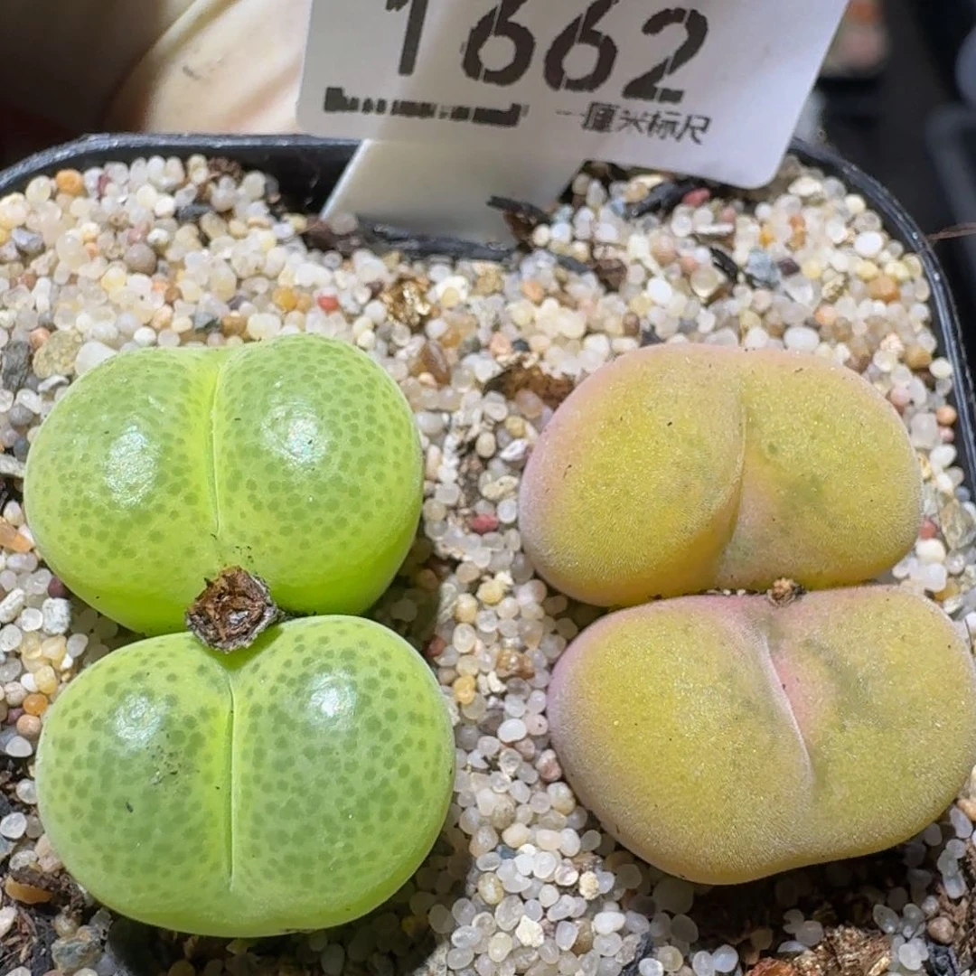 zzzz生石花肉锥1662