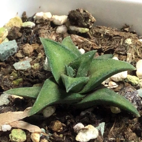 原始稀有磨砂龙城带盆发货