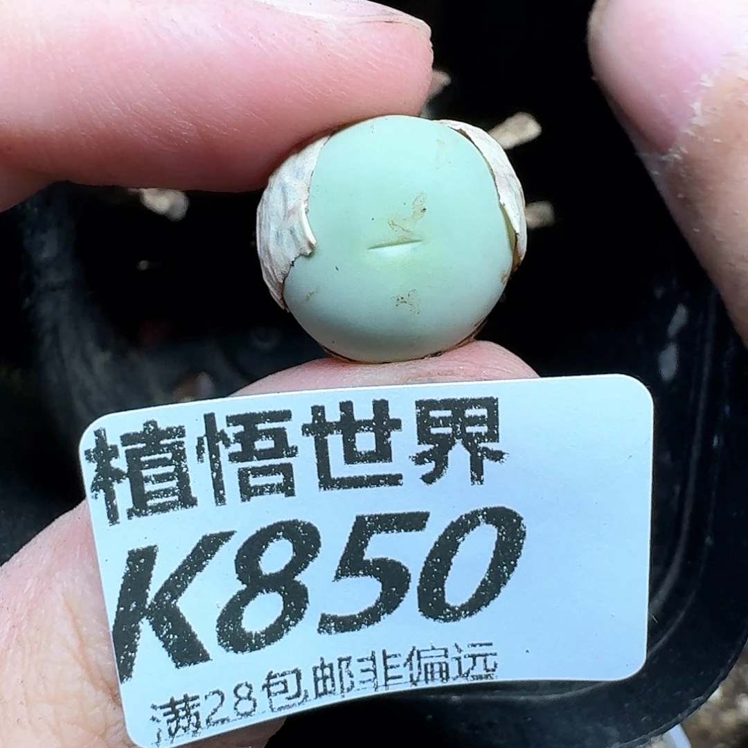 多肉植物的润泽发的