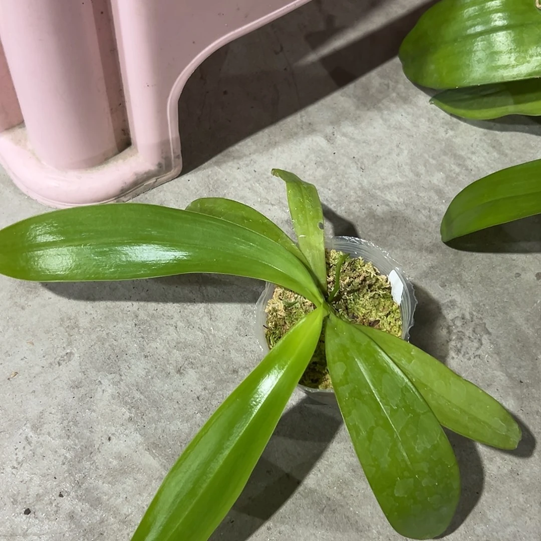 静***石当前无花栽培后可以开花