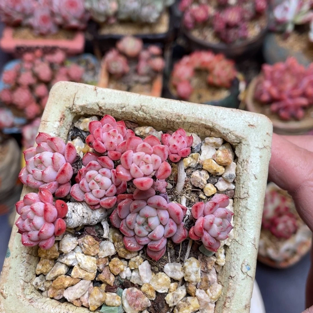 可爱泡泡群生带盆
