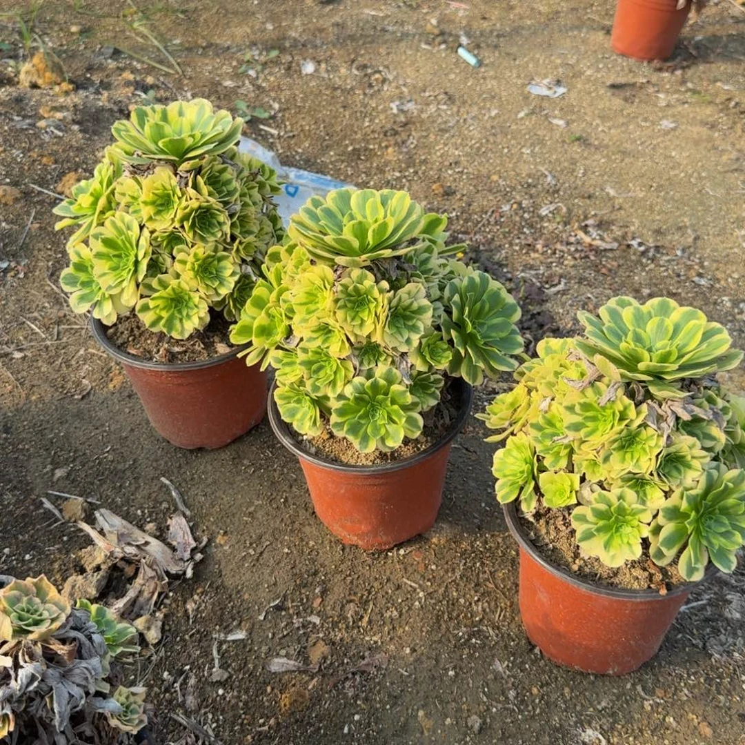 今日翡翠一个。多肉植物