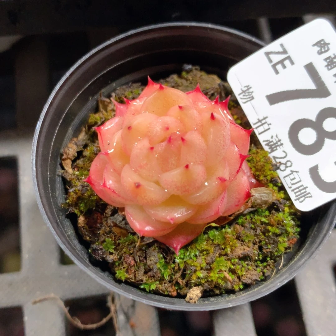 5CM拇指盆精控多肉ZE783