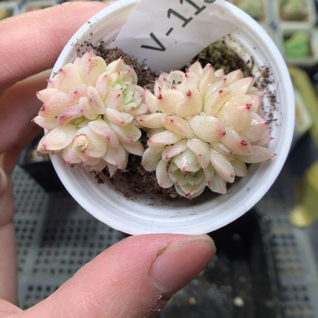 V113y y y y y y y y